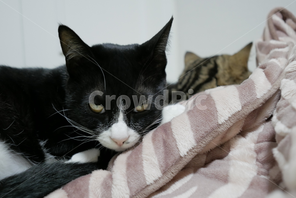 고양이,동물,반려동물,애완동물,cat,pet,동물,animal,포유류,mammal,고양이,cat,kitten,kitty