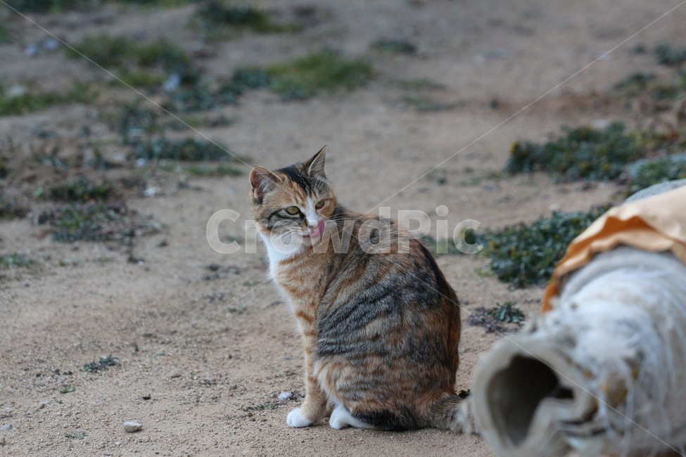 동물,고양이,cat,animal,얼룩이,동물,animal,포유류,mammal,고양이,cat,kitten,kitty