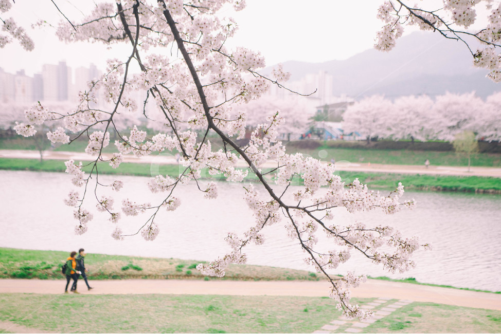 자연,풍경,벚꽃,봄꽃,식물,꽃,계절,season,봄,spring,cherryblossom,blossom,flowers,plant,나무,tree,강,강가,lake,물,water,봄,계절,spring,season,자연,풍경,nature,landscape,사람,인물,인간,human,person,연인,커플,사랑,lover,couple,cherry blossom,flower