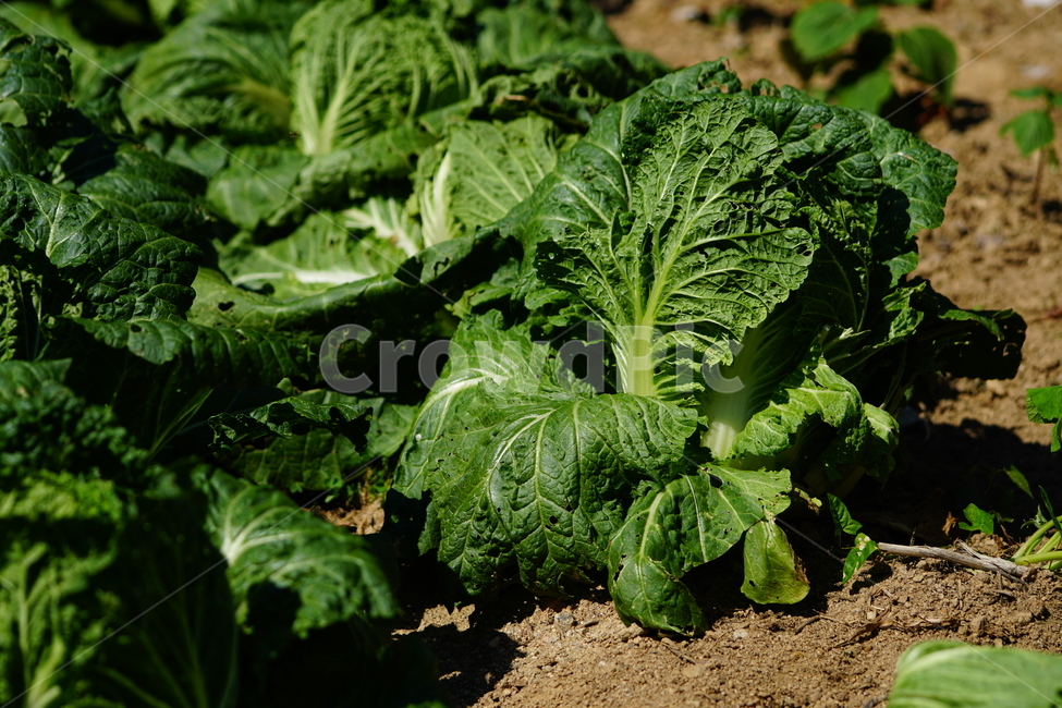 배추,야채,채소,농장,밭,밭농사,농촌,vegetable,greens,신토불이,김치,식재료,식자재,napacabbage,chinesecabbage,field,farm,식물,plant,자연,nature,시골,country,농산물,농작물,농업,6월,june,여름,summer,음식,식재료,요리,food,cook,meal,dishes,food reserves,채소,야채,vegetables