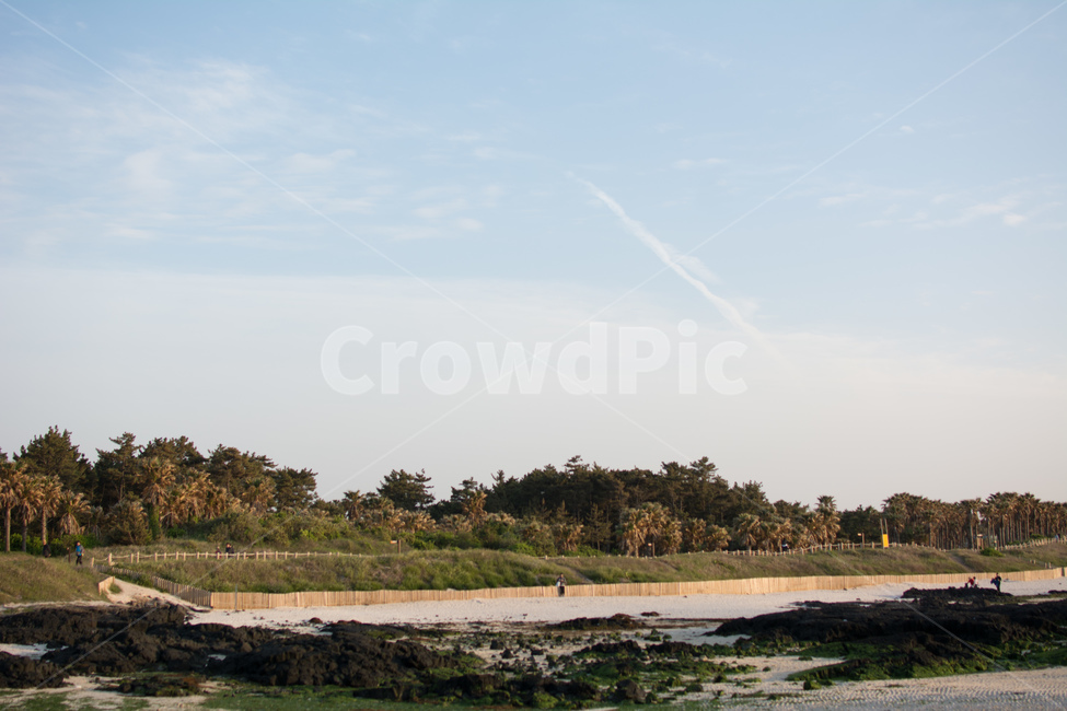 제주도,제주,협재해변,야자수,바닷가,제주도,jeju,jeju island,land,땅,outdoors,옥외,nature,자연,water,물