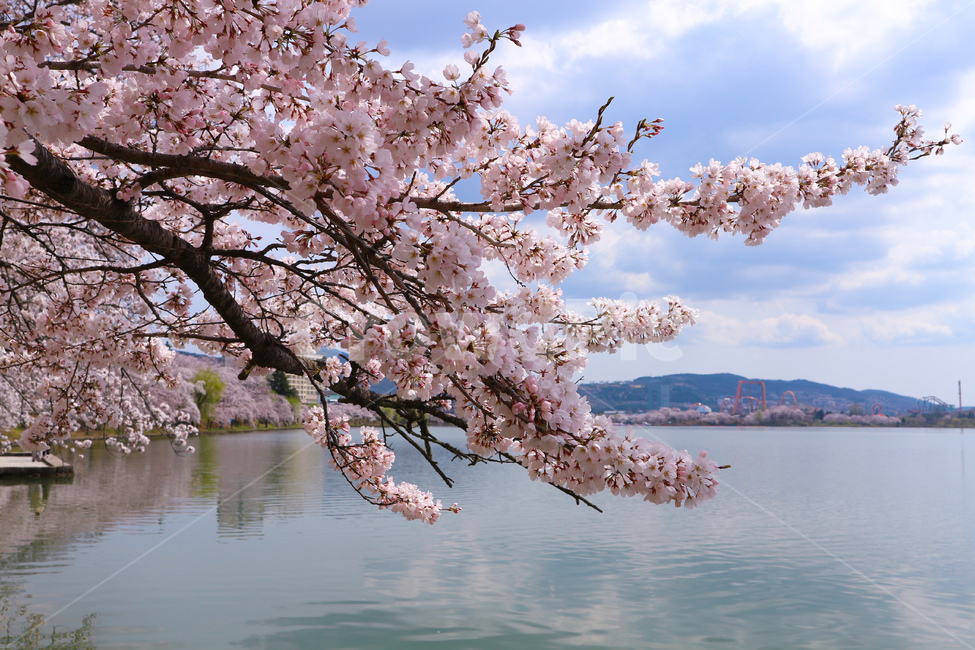 spring,cherry blossoms,flowers,Bomun Complex,Bomun Lake,cherryblossom,lake,Gyeongju,flower