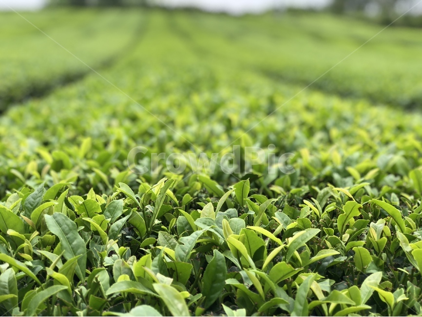 녹차,녹차잎,녹차밭,초록,식물,밭,greentea,잎,자연,nature,green,제주도,식물,자연,plants,nature
