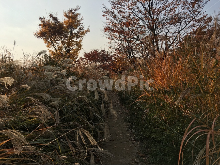 가을,숲,산,단풍,자연,나무,산길,노을,가을,계절,fall,autumn,season,자연,풍경,nature,landscape,plant,식물,grass,잔디,ground,바닥