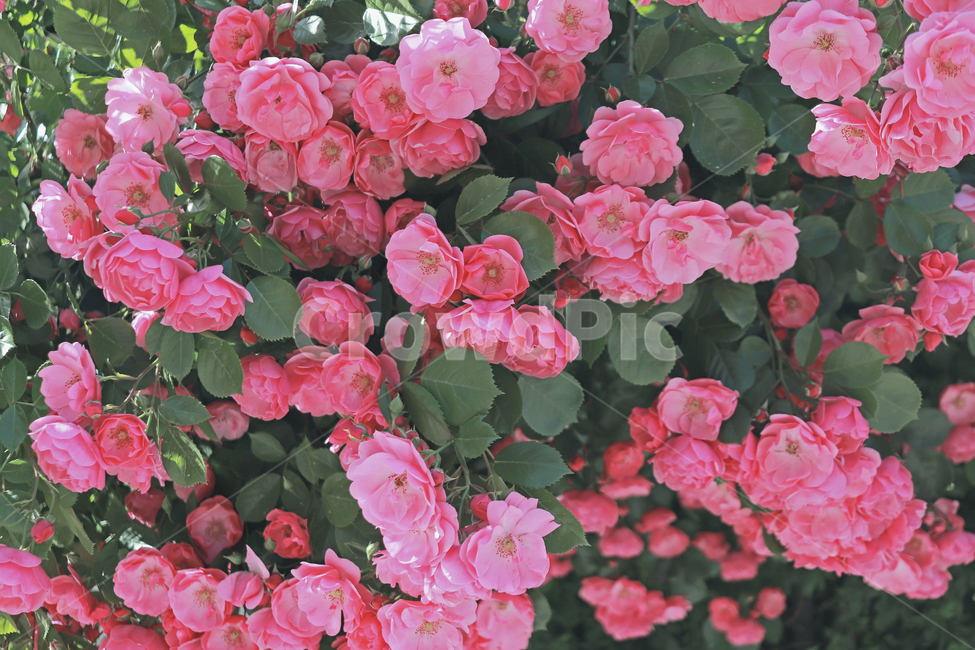 장미,핑크장미,장미담벼락,꽃,꽃배경,꽃,flower