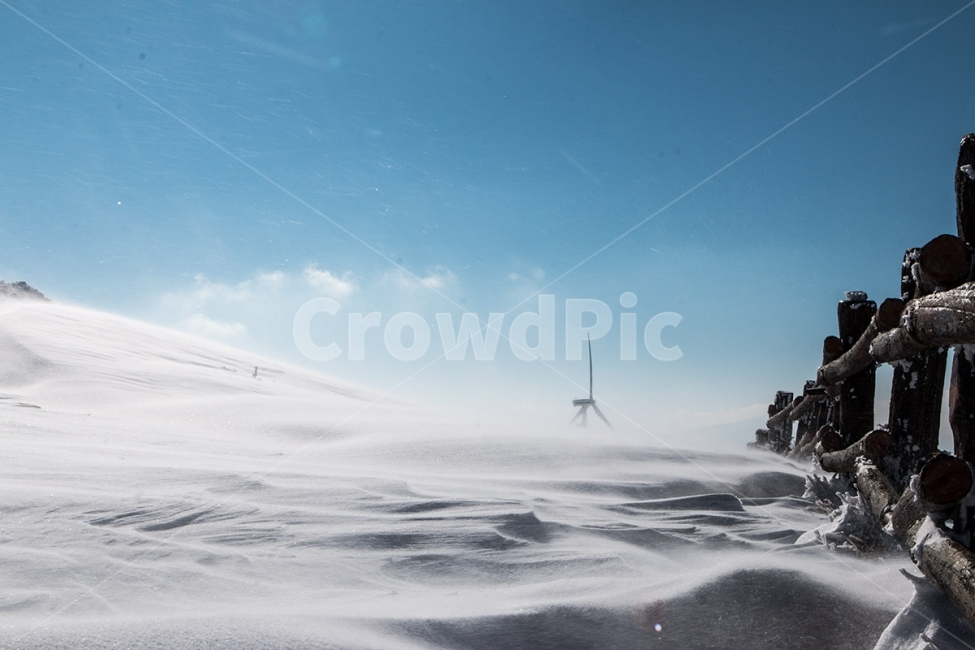 대관령,양떼목장,삼양목장,눈,겨울,설경,snow,korea,winter,바람,눈보라,겨울,계절,winter,season,자연,풍경,nature,landscape,outdoors,옥외