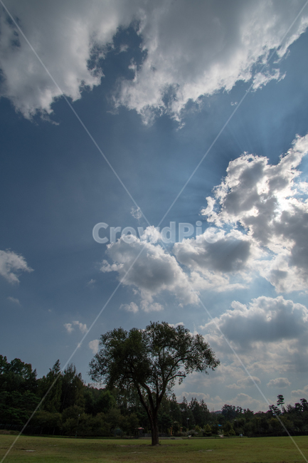 자연,나무,낮,tree,sky,자연,풍경,nature,landscape,weather,날씨,outdoors,옥외,cumulus,적운,cloud,구름,하늘