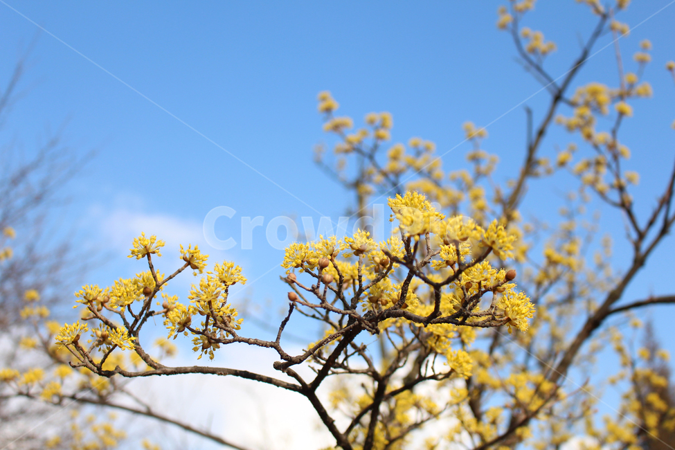 꽃,봄,노란꽃,하늘,파란하늘,노랑꽃,나무꽃,flower,spring,yellowflpwers,sky,bluesky,treeflower,식물,자연,plants,nature,꽃,flower