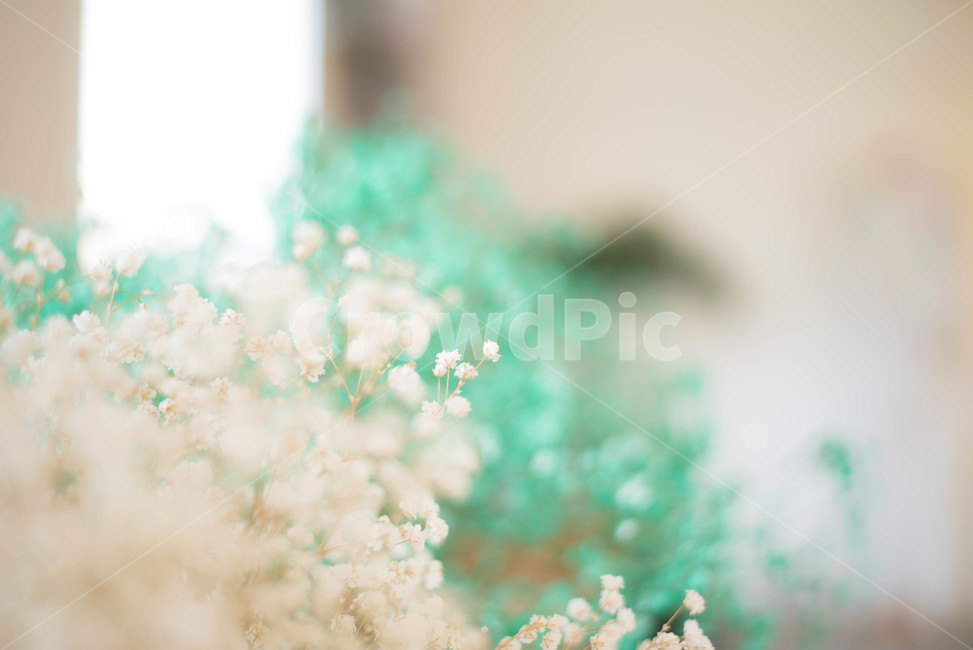 꽃,안개꽃,드라이플라워,식물,꽃다발,꽃,flower,감성,sensible,feeling,색깔,색상,색채,색감,color sense,color sensitivity,feeling of color