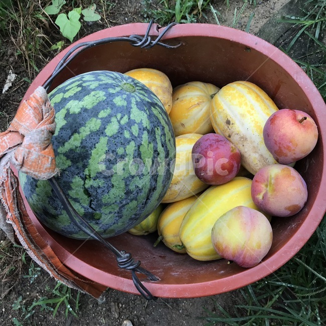 수박,복숭아,참외,fruit,과일바구니,과일,음식,식재료,요리,food,cook,meal,dishes,food reserves,과일,열매,fruit