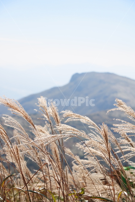 신불산,갈대,억새,갈대밭,억새밭,영남알프스,식물,가을,계절,fall,autumn,season,grass,잔디,plant