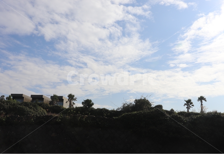 nature,자연,outdoors,옥외,야자수,하늘,구름,sky