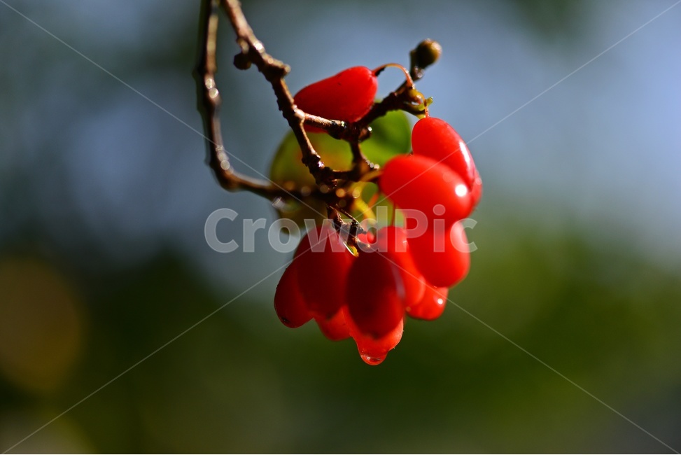 plant,식물,food,음식,fruit,과일,산수유,열매,산수유열매,약용식물,건강식품,결실,빨강색,비,물방울,가을,과일,열매,fruit