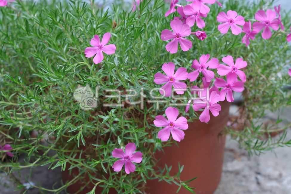 꽃잔디,분홍꽃,꽃,잎,flower,petal,leaf,pink