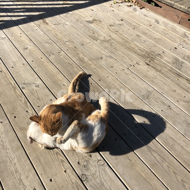 고양이,치즈고양이,길고양이,동물,귀여운