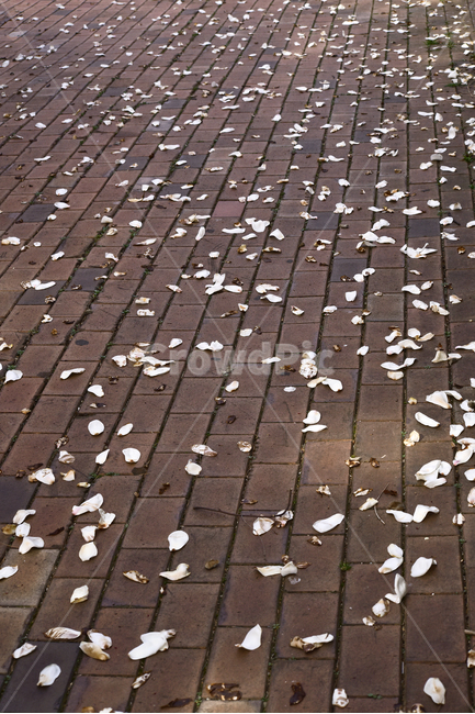 Spring background,Helpless,Transience,late spring,magnolia flower,Earth,spring,petal,White,background,earth,tile,falling flower,season,sorrowful,floor