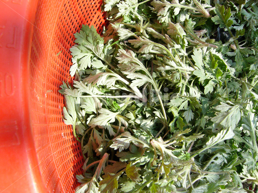 쑥,쑥나물,채소,봄나물,쑥캐기,채소,야채,vegetables