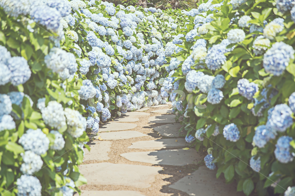 수국,제주도,수국길,정원,제주도수국,식물,자연,plants,nature,꽃,flower