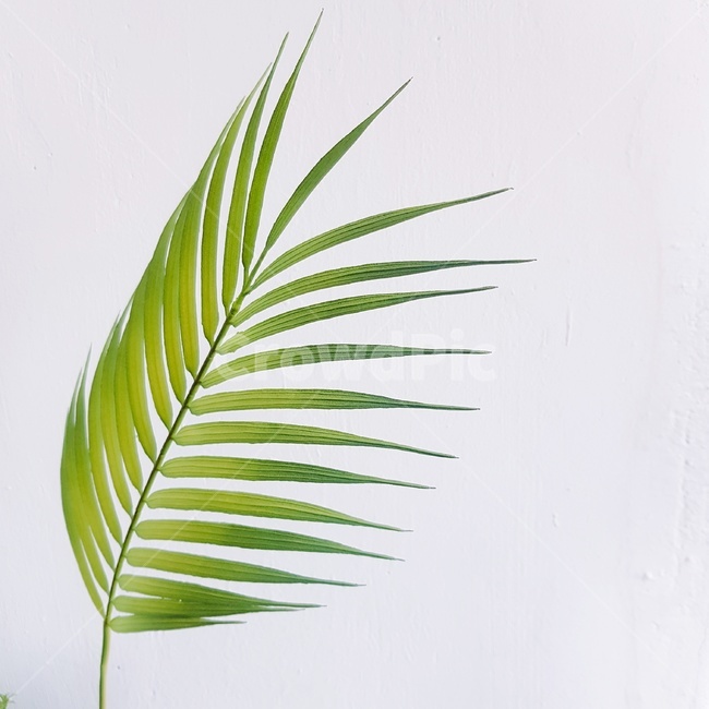 잎,식물,자연,plant,잎사귀,잎하나,식물잎