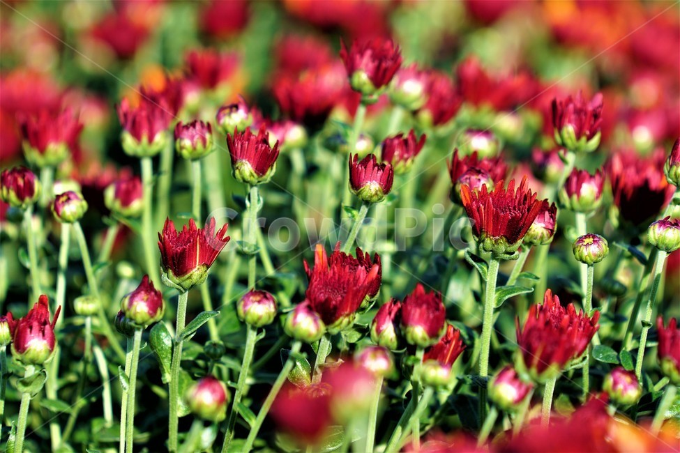 가을,국화,꽃,자연,식물,nature,계절,fall,autumn,season,flower,식물,자연,plants,nature,꽃,flower