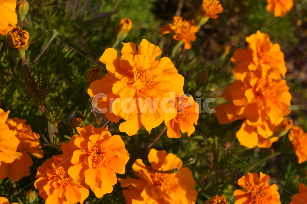 메리골드,노란꽃,가을꽃,가을화단,국화과식물,천수국,아프리칸메리골드,식물,자연,plants,nature,꽃,flower
