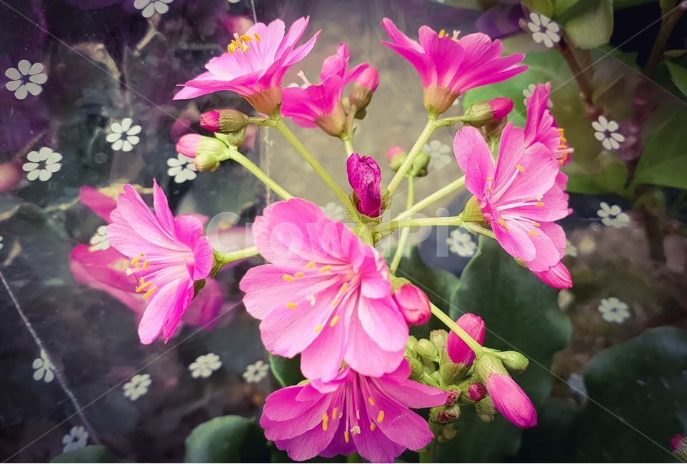 봄,봄꽃,화분,화초,핑크,식물,자연,plants,nature,꽃,flower