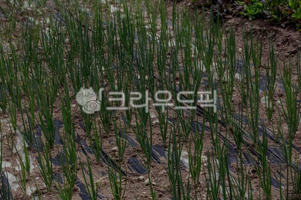 nature, 자연, outdoors, 옥외, plant, 사진,이미지,일러스트,캘리그라피 - studio H작가