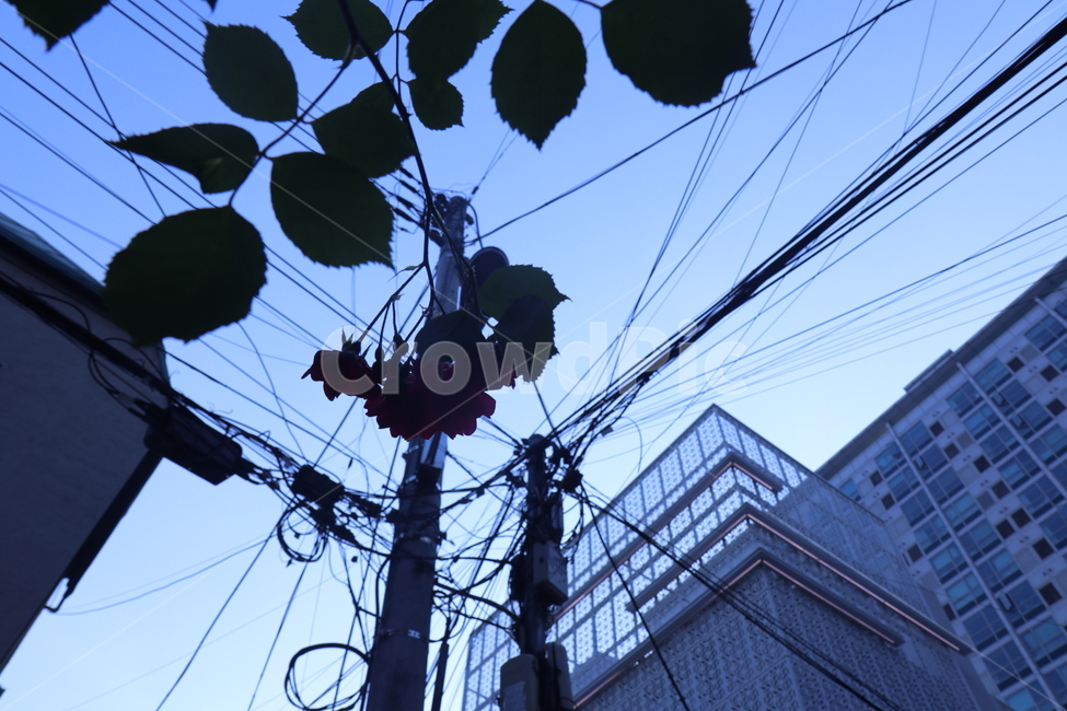 꽃,전깃줄,전선,건물,하늘