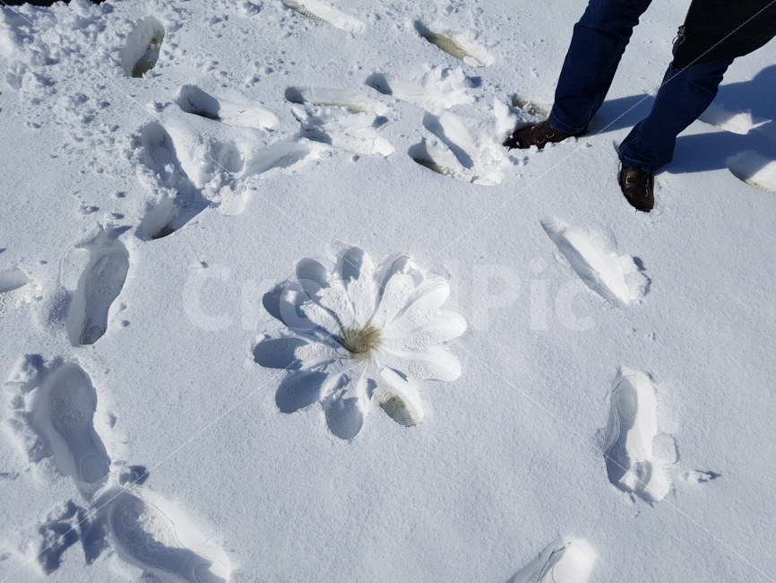 대관령,삼양목장,눈,소복소복,눈꽃,모양,설정사진,감성,겨울,겨울,계절,winter,season,사람,인물,인간,human,person,신체일부,몸,body