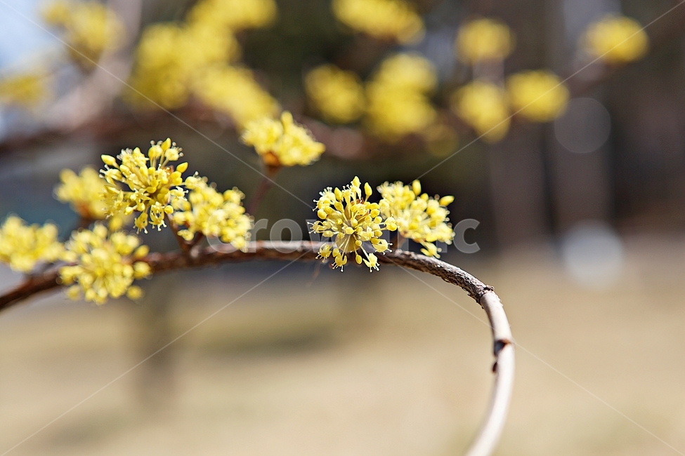 산수유,꽃,봄꽃,봄,꽃잎,식물,자연,봄,계절,spring,season