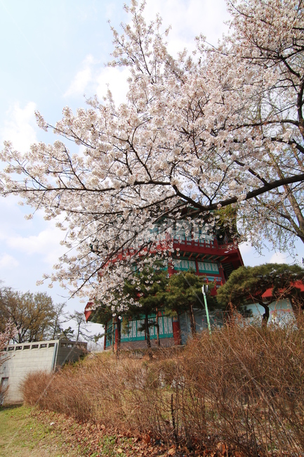 벗꽃,나무,팔각정,소풍,식물,plant
