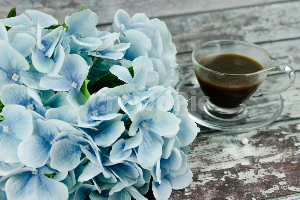 꽃,커피,차한잔,차잔,카페,커피,카페,coffee,cafe