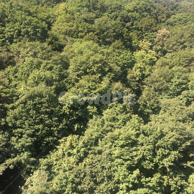나무,산,tree,자연,감성사진,nature,숲,자연,풍경,nature,landscape,vegetation,초목,plant,식물,bush,부시,outdoors,옥외,land,땅