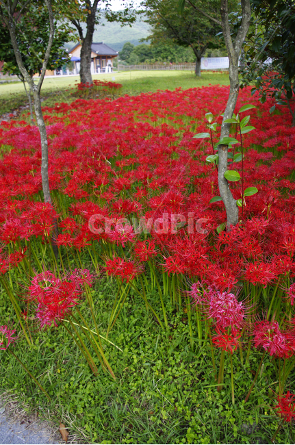 꽃,꽃무릇,식물,red,flower,식물,자연,plants,nature,꽃,flower