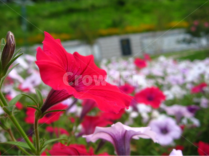 꽃,빨간꽃,나팔꽃,flower,petal,정원,공원,꽃잎,보라꽃,하얀꽃,2008년,똑딱이,봄,계절,spring,season,식물,자연,plants,nature,꽃,flower,geranium,제라늄,plant,blossom