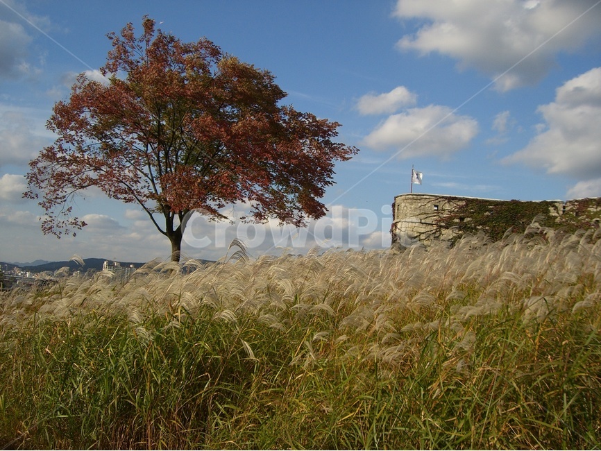수원화성,suwonhwaseong,단풍,maple,억새,silvergrass,관광지,touristspot,풍경,가을,계절,fall,autumn,season,자연,풍경,nature,landscape,한국자연풍경,한국자연경관,korea nature landscape,outdoors,옥외,grassland,목초지,field,들,plant,식물