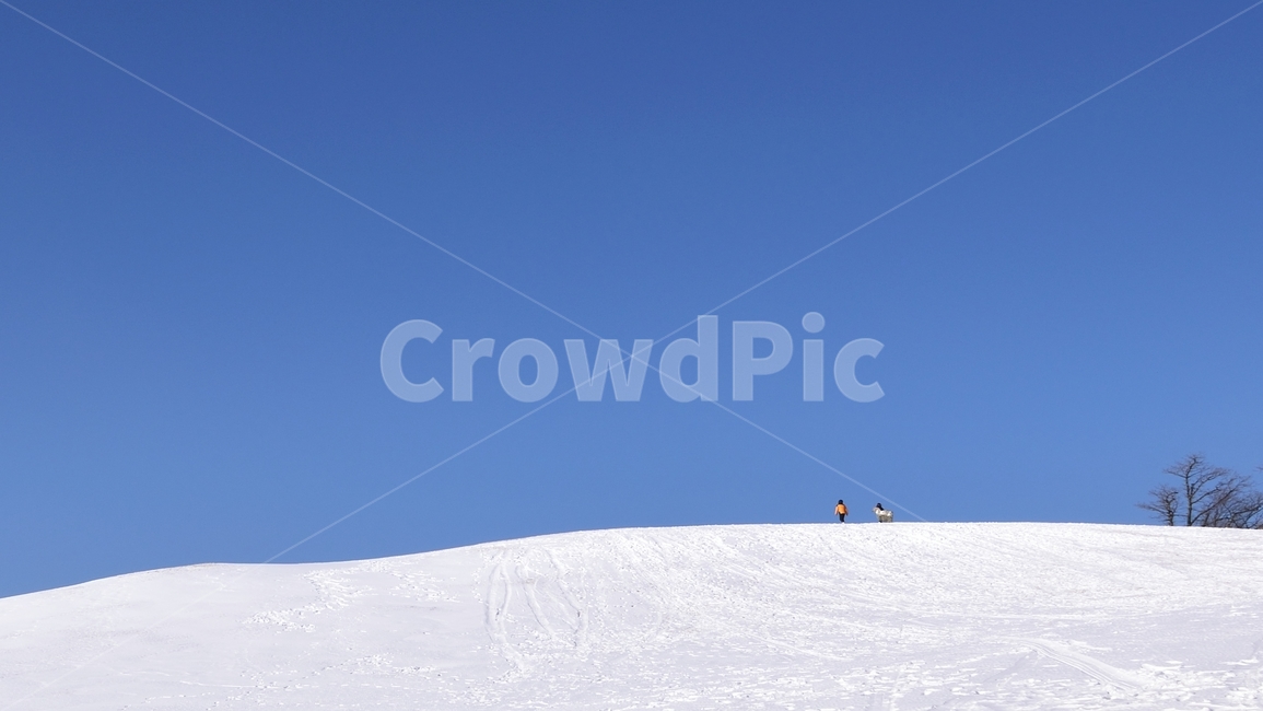 대관령,겨울,삼양목장,양떼목장,눈,겨울,계절,winter,season,자연,풍경,nature,landscape,outdoors,옥외,piste,피스트,snow,sports,스포츠,sport