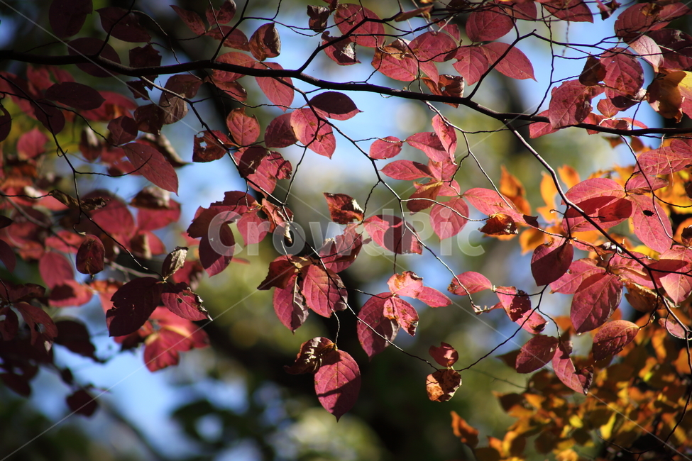 단풍,잎,식물,가을,redleaves,가을,계절,fall,autumn,season,leaf,plant,tree,나무