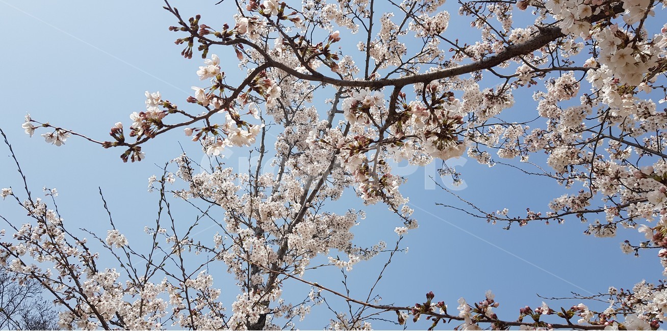 봄,벚꽃,진해,군항제,봄꽃,봄,계절,spring,season,식물,자연,plants,nature,꽃,flower,plant,blossom