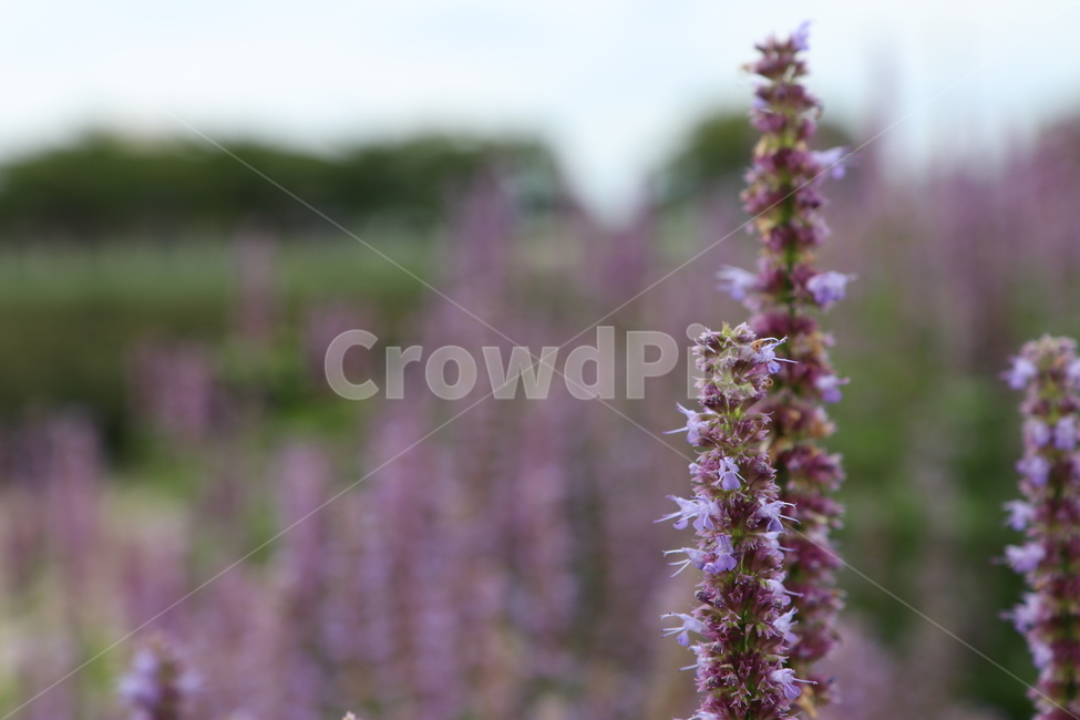향기,배초향,꽃,보라색,식물,식물,자연,plants,nature,꽃,flower