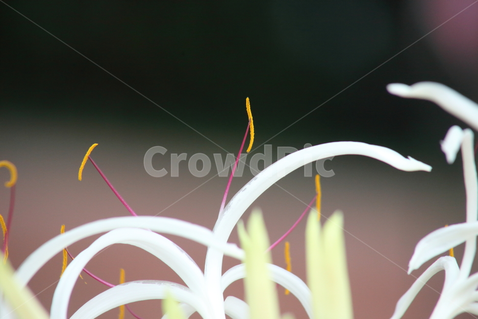 문주란,문주화,꽃,여름,poisonbulb,거미백합,SpiderLily