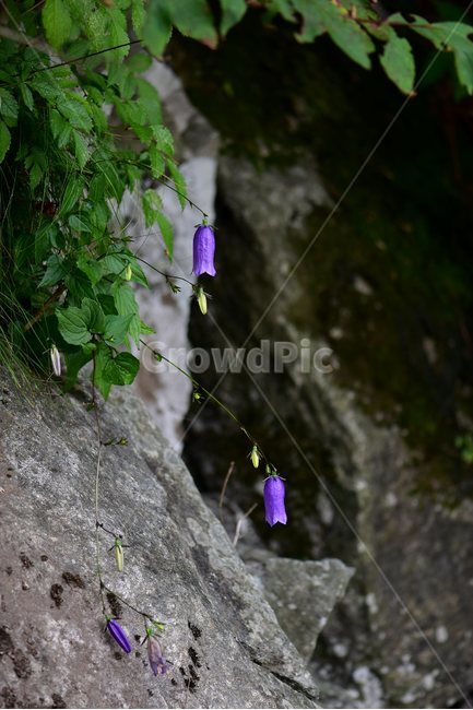 금강초롱꽃,야생화,식물,자연,꽃,생태,힐링,플라워,wildflower,flower,plants,nature,season,감성,느낌,emotion,feeling,여름,여러해살이풀,초롱꽃과,금강초록꽃속,자주색,식물,자연,plants,nature,꽃,flower