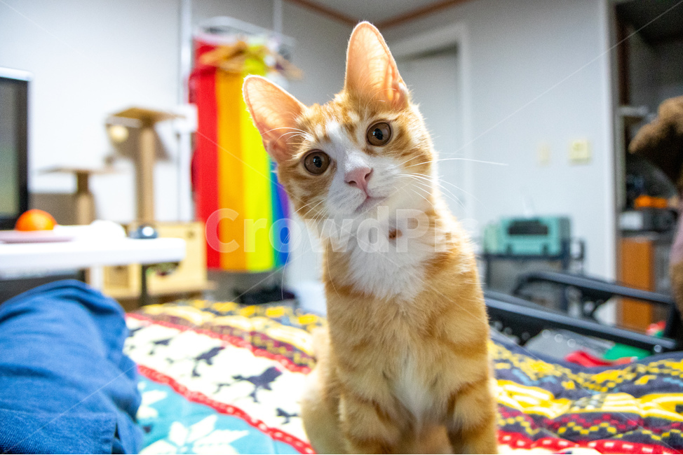 고양이,아기고양이,아가고양이,작은고양이,치즈고양이,코숏,치즈태비,동물,animal,포유류,mammal,고양이,cat,kitten,kitty
