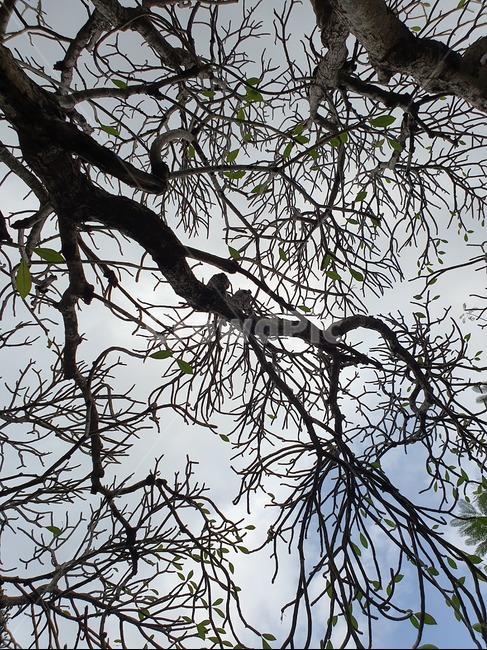 tree,나무,plant,식물,하늘