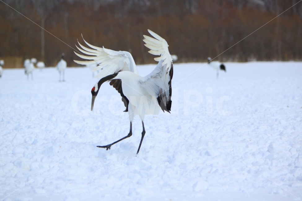 일본,홋카이도,두루미,학춤,겨울왕국,동물,구애,조류,풍경,겨울,계절,winter,season,동물,animal,조류,새,birds
