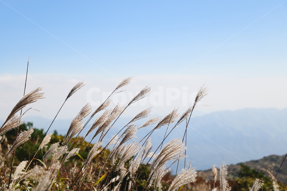 신불산,갈대,억새,갈대밭,억새밭,영남알프스,식물,가을,계절,fall,autumn,season,grass,잔디,plant,lawn,reed