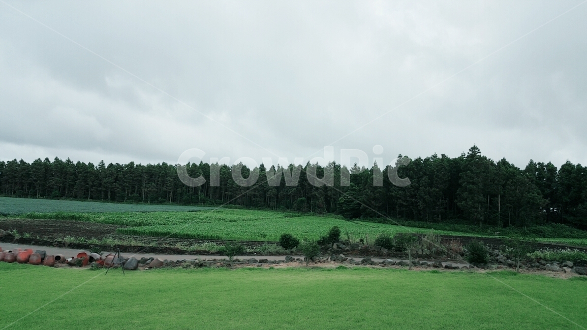 숲,나무,제주도,휴양림,자연,산림,풍경,자연,풍경,nature,landscape,plant,식물,grass,잔디,outdoors,옥외