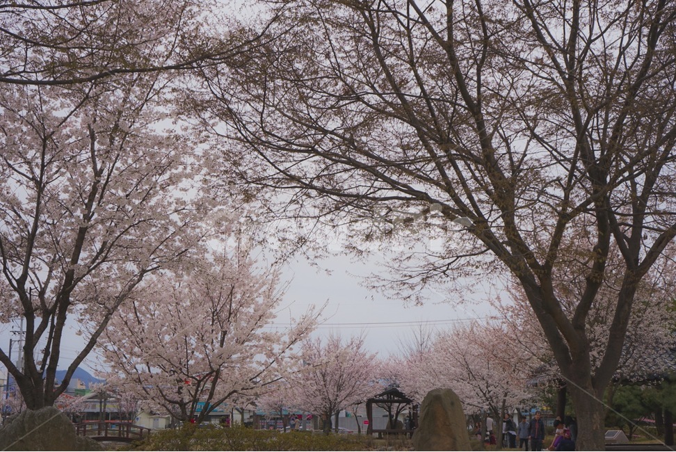 벚꽃,봄,꽃,나무,tree,봄,계절,spring,season,plant,식물
