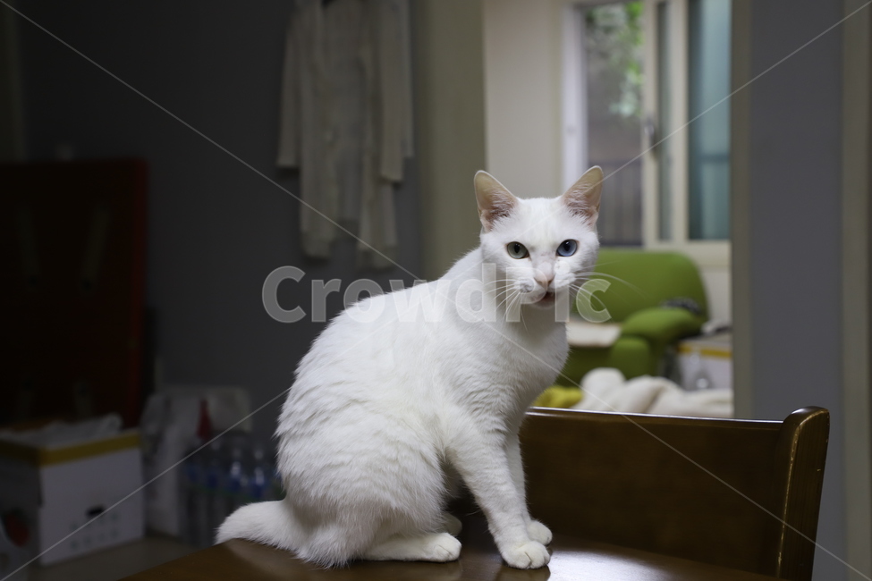 고양이,페르시안,오드아이,애완동물,반려동물