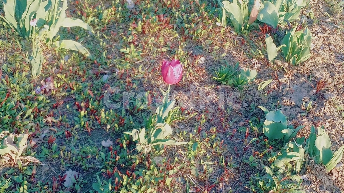 튤립,꽃,땅,화단,봄,햇살,분홍꽃,자연,식물,자연,plants,nature,꽃,flower